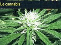 Le cannabis à forte concentration lié à des dommages cérébraux 
