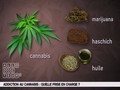Cannabis et schizophrénie: fumer des joints, c'est prendre un risque
