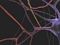 Alzheimer : découverte d'une nouvelle enzyme tueuse de neurones