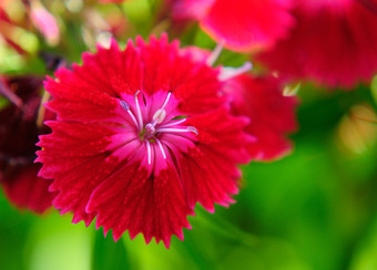fleur