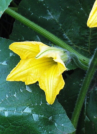 fleur de courge