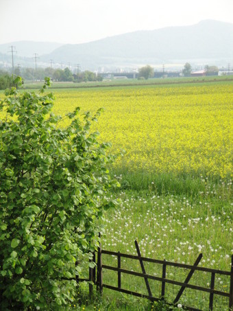 colza