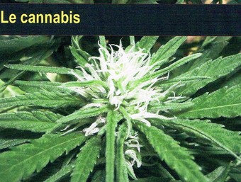 cannabis