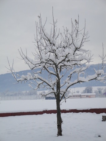 neige