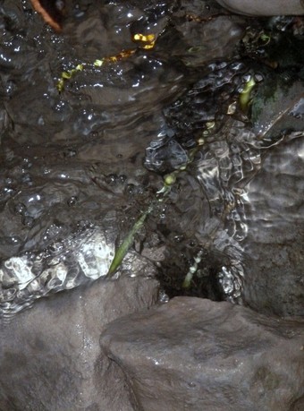 eau