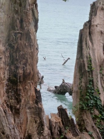 lac (2)