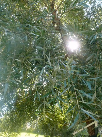 arbre