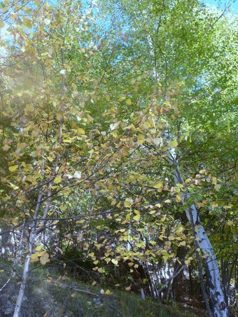 forêt1