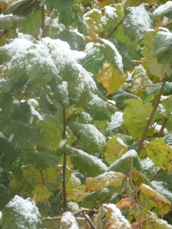 neige