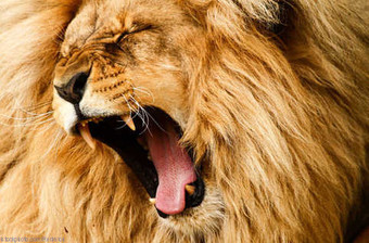lion