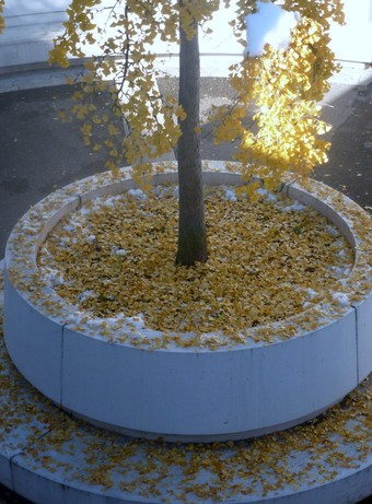 arbre