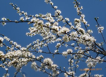 fleurs