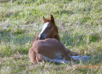 cheval