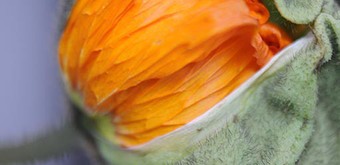 Soins palliatifs