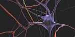 Neurones