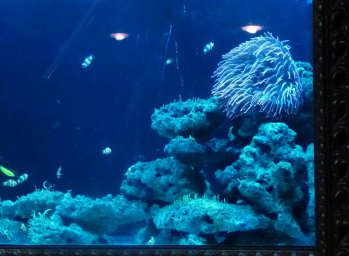 aquarium