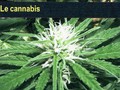 Enquête: les adolescents français et le cannabis