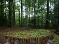 l'amphithéâtre