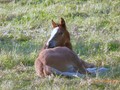 Les animaux peuvent aider les malades