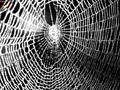 Internet: mondes virtuels, dangers réels