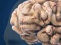 Les oméga 3 : un effet protecteur contre la schizophrénie?