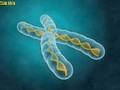 Le syndrome de l'X fragile