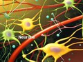 L'activité du système immunitaire pourrait être une cause de la schizophrénie