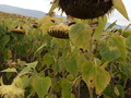 Dépression: plusieurs articles Psychomédia
