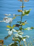 feuille et eau
